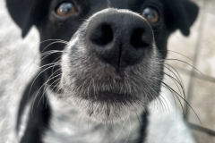 54857365342_f1db9e376b_o