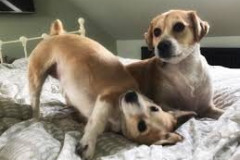 pups