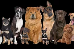 dog_brains